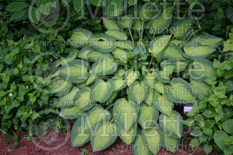 Hosta Sweet Home Chicago (Hosta funkia august lily) 1