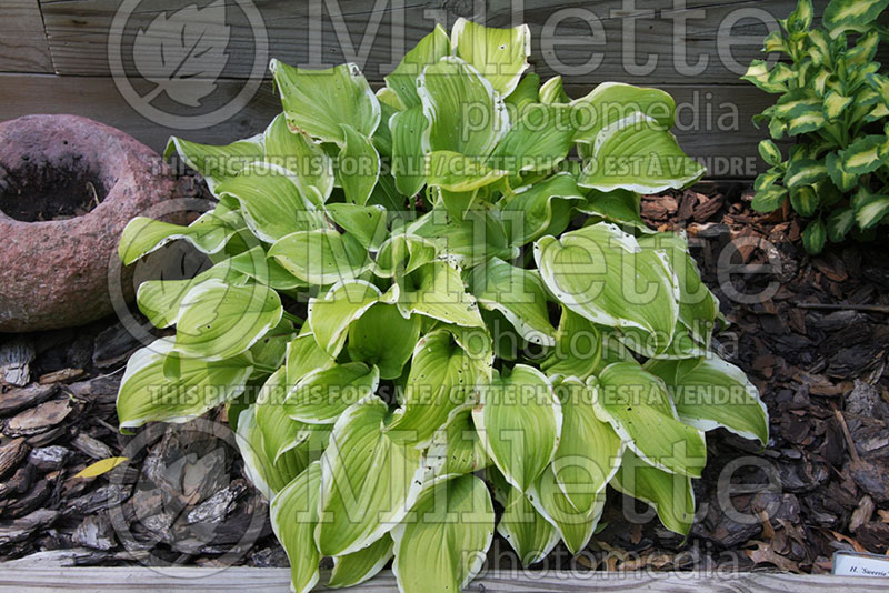 Hosta Sweetie (Hosta funkia august lily) 1