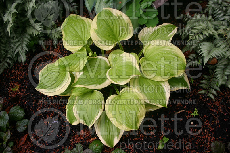 Hosta Sweet Innocence (Hosta funkia august lily) 1