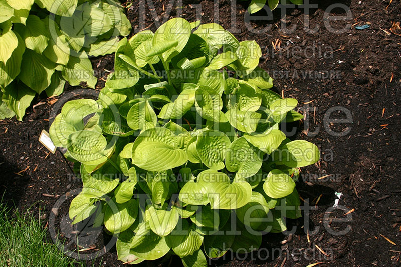 Hosta Sweet Sunshine (Hosta funkia august lily) 1 