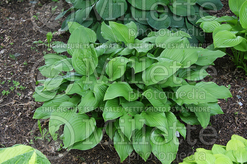 Hosta Sweet Susan (Hosta funkia august lily) 1