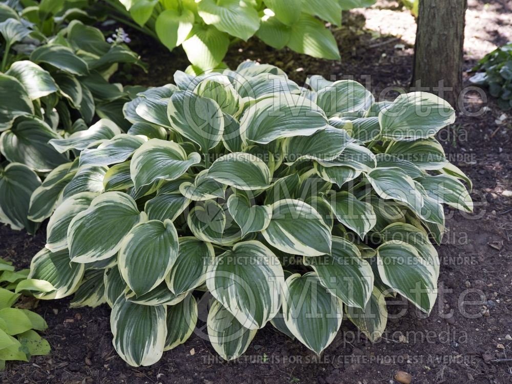 Hosta Tamborine (Hosta funkia august lily) 1 