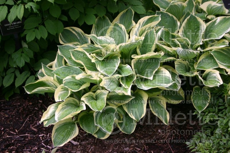 Hosta Tambourine (Hosta funkia august lily) 1 