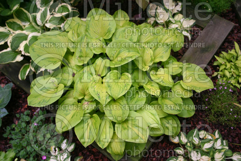 Hosta Tattoo (Hosta funkia august lily) 1 