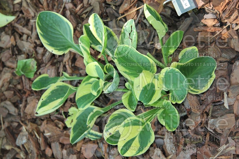 Hosta Tea and Crumpets (Hosta funkia august lily) 1 