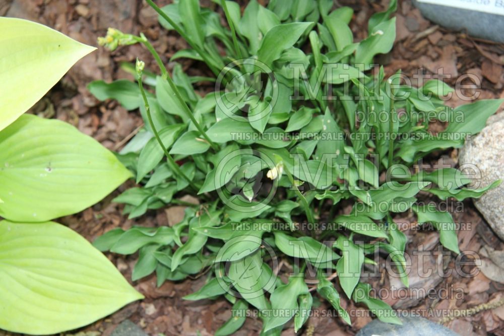 Hosta Tears of Joy (Hosta funkia august lily) 1 