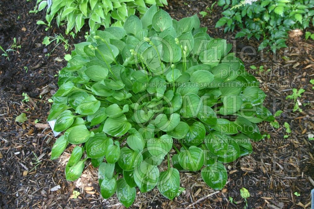 Hosta Teaspoon (Hosta funkia august lily) 1