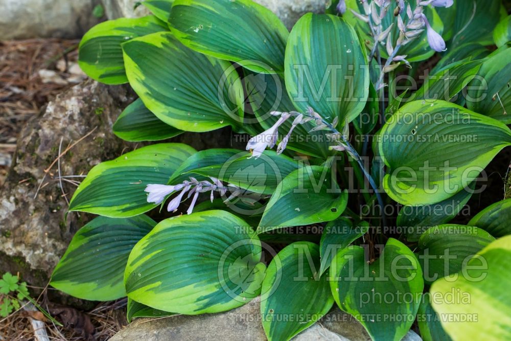 Hosta Teatime (Hosta funkia august lily) 1 