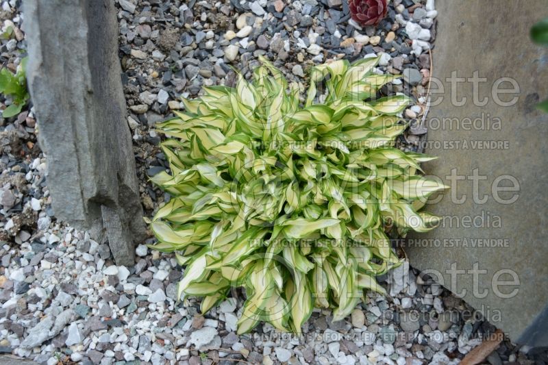 Hosta Teeny-Weeny Bikini (Hosta funkia august lily) 1 