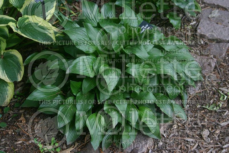 Hosta Temple Bells (Hosta funkia august lily) 1