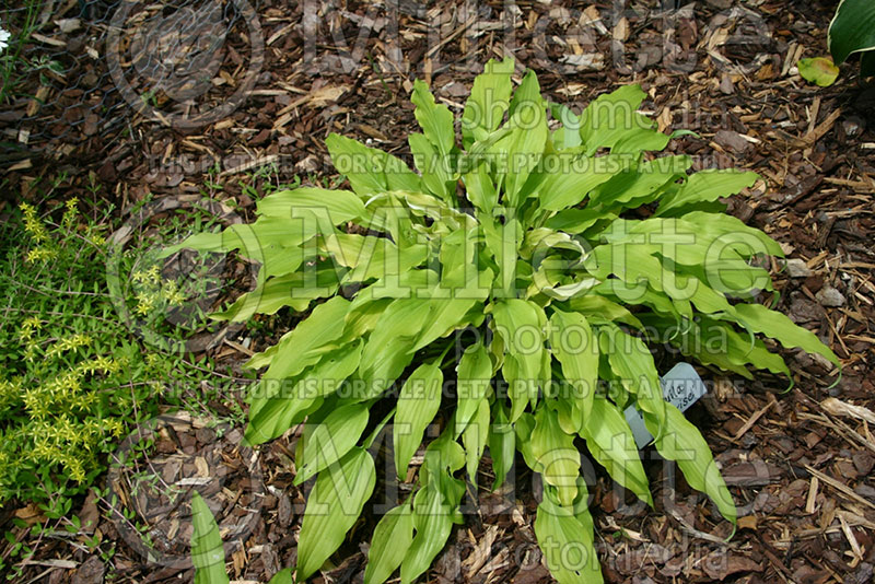 Hosta Tequila Sunrise (Hosta funkia august lily) 1