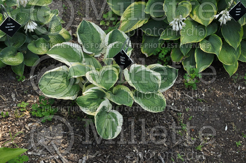 Hosta Terry (Hosta funkia august lily) 1