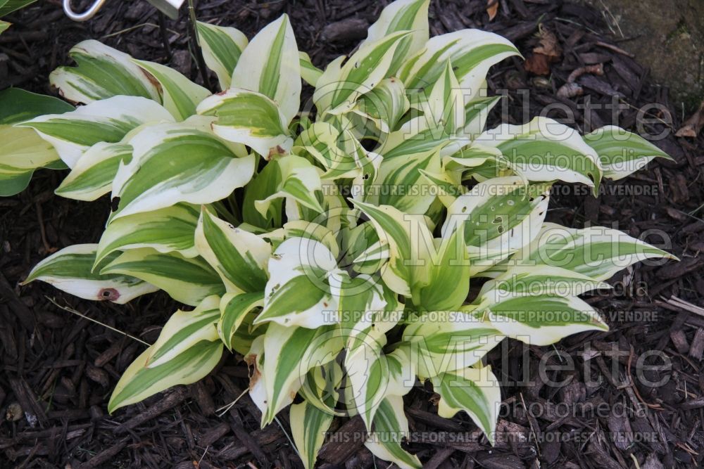 Hosta The Diplomat (Hosta funkia august lily) 1 