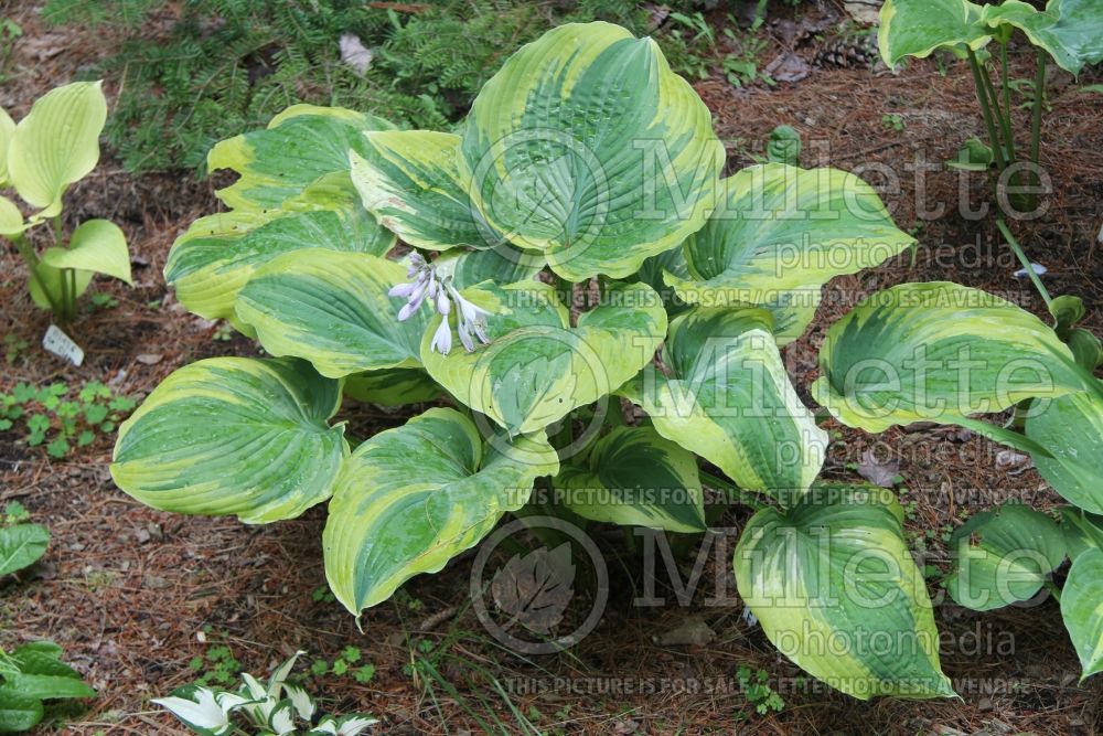 Hosta The King (Hosta funkia august lily) 1 