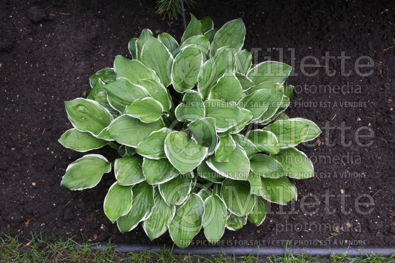 Hosta Thomas Hogg (Hosta funkia august lily) 1