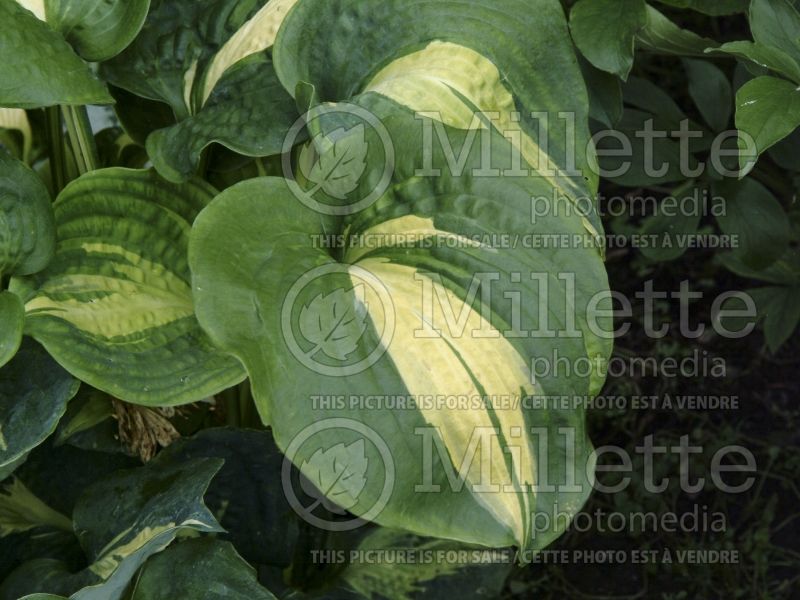 Hosta Thunderbolt (Hosta funkia august lily)  3 