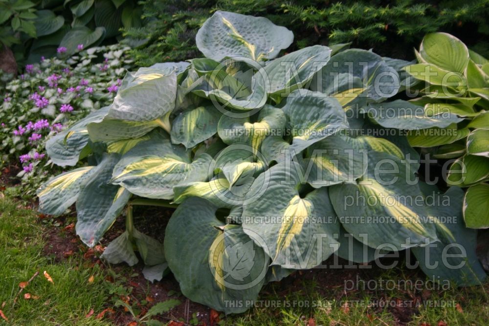 Hosta Thunderbolt (Hosta funkia august lily)  1