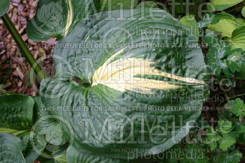 Hosta Thunderbolt (Hosta funkia august lily)   2