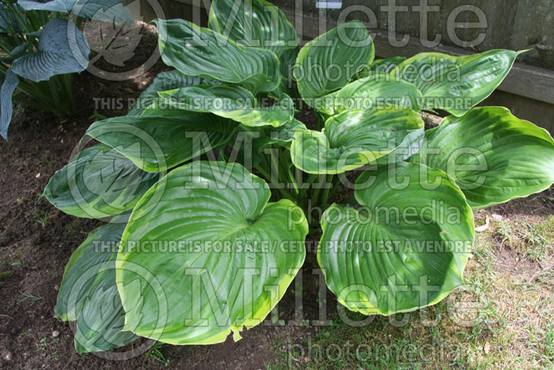 Hosta Tiffney's Godzilla (Hosta funkia august lily) 1