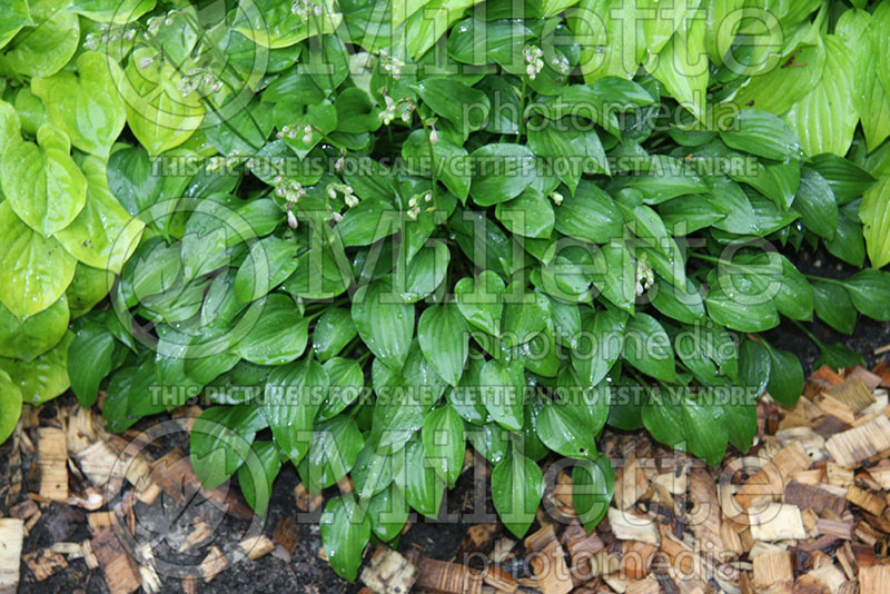 Hosta Tiny Dancer (Hosta funkia august lily) 1