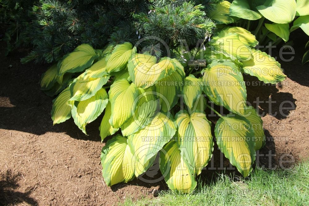 Hosta Tomahawk (Hosta funkia august lily) 1 