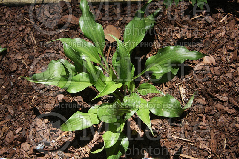 Hosta Tongue Twister (Hosta funkia august lily) 1 