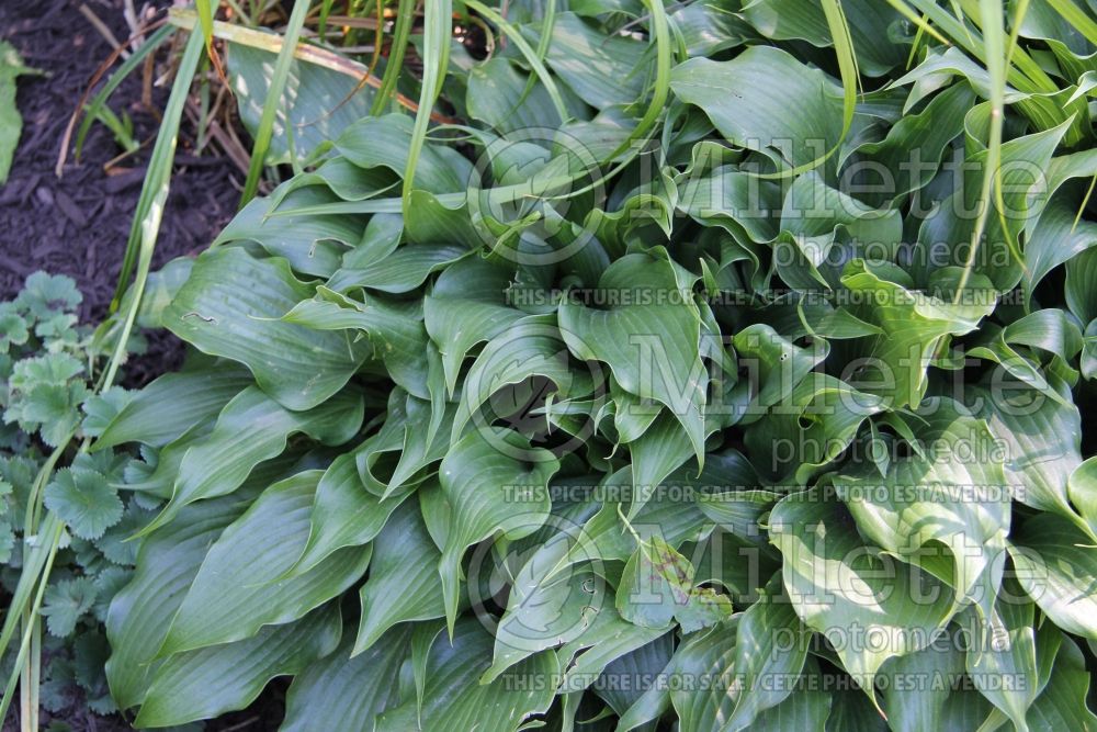 Hosta Tongue Twister (Hosta funkia august lily) 2 