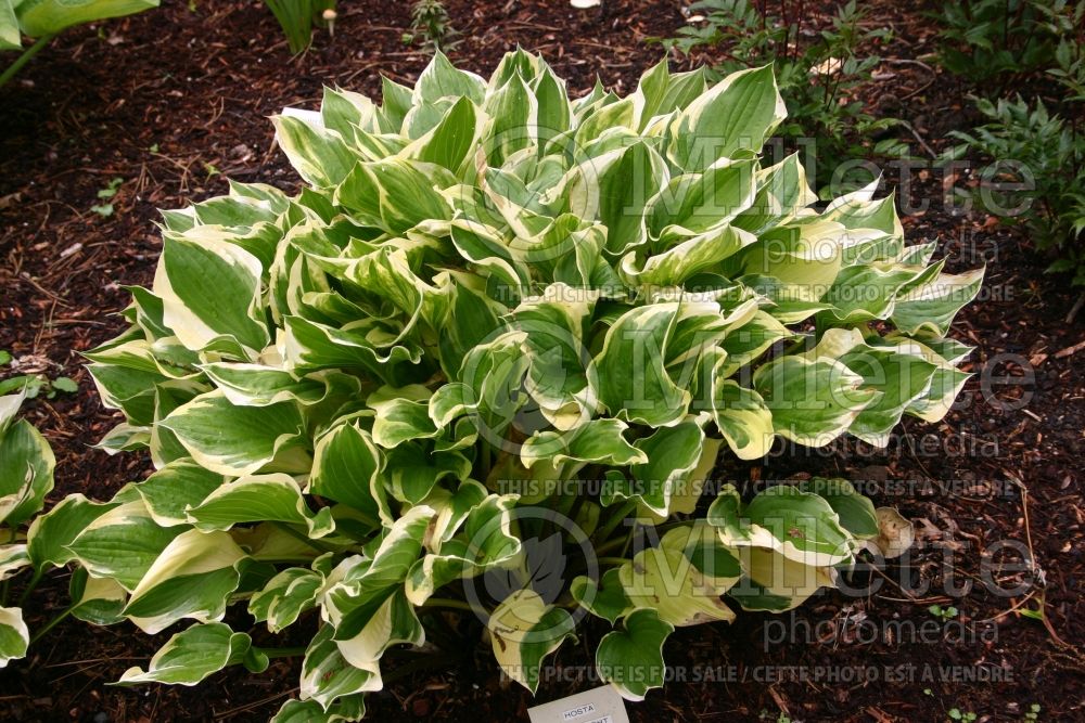 Hosta Torchlight (Hosta funkia august lily) 1 