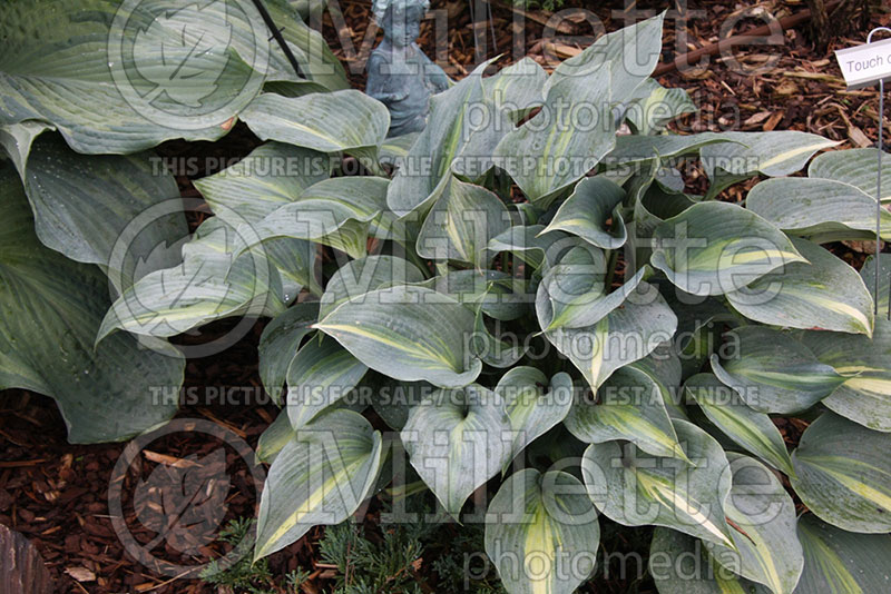 Hosta Touch of Class (Hosta funkia august lily) 1 