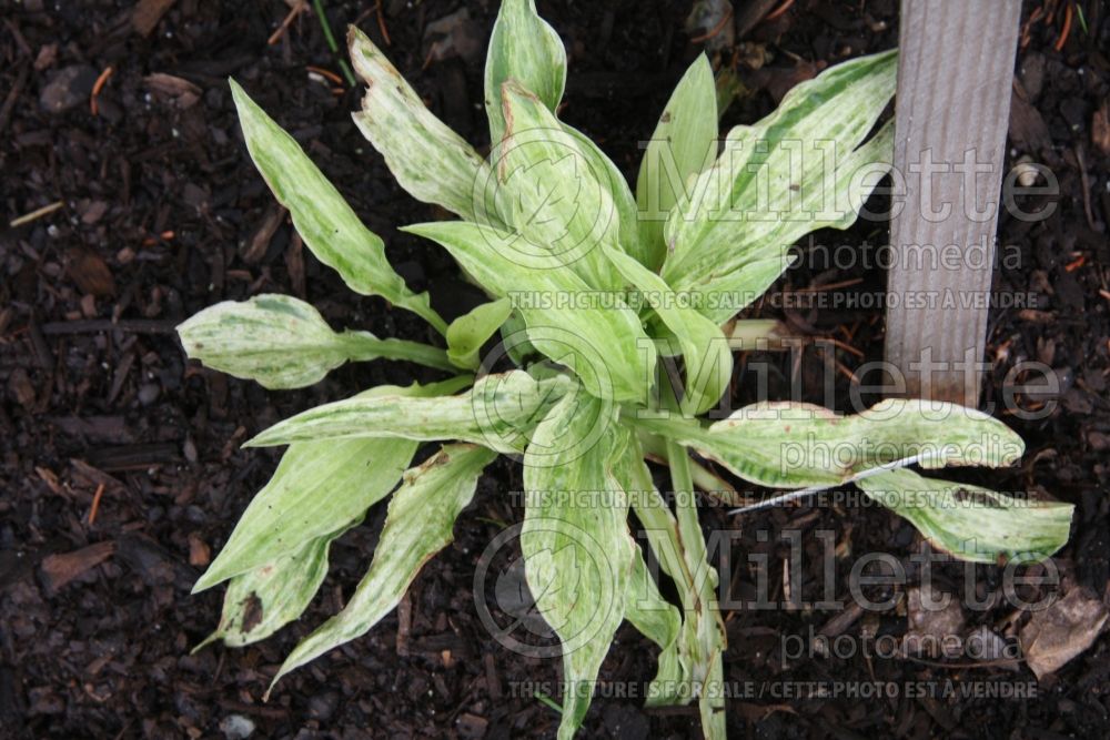 Hosta Tower of London (Hosta funkia august lily)  1 