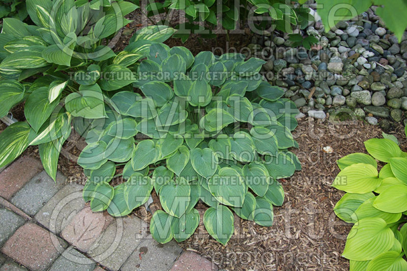 Hosta Toy Soldier (Hosta funkia august lily) 1