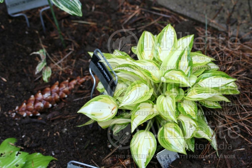 Hosta Trifecta (Hosta funkia august lily) 1