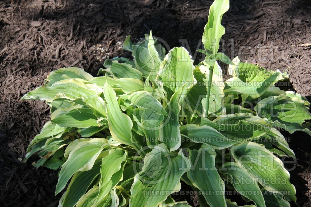 Hosta Tropical Dancer (Hosta funkia august lily) 1 