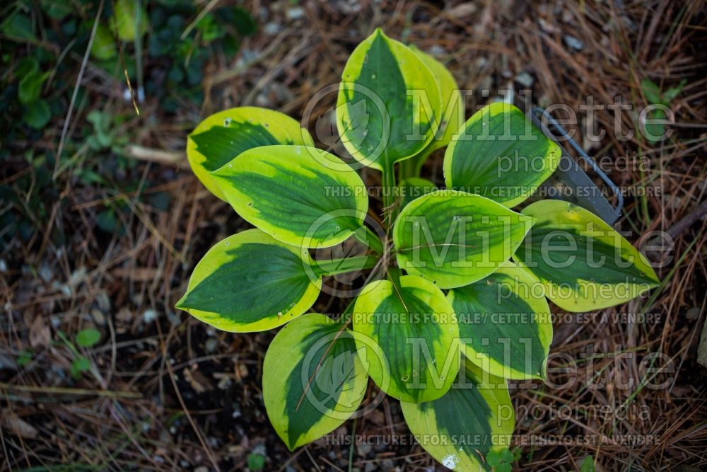 Hosta Tropical Storm (Hosta funkia august lily) 1 