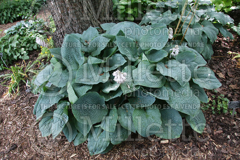 Hosta True Blue (Hosta funkia august lily) 1