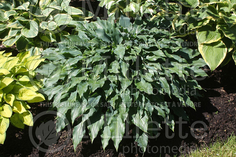 Hosta Twilight Time (Hosta funkia august lily) 1