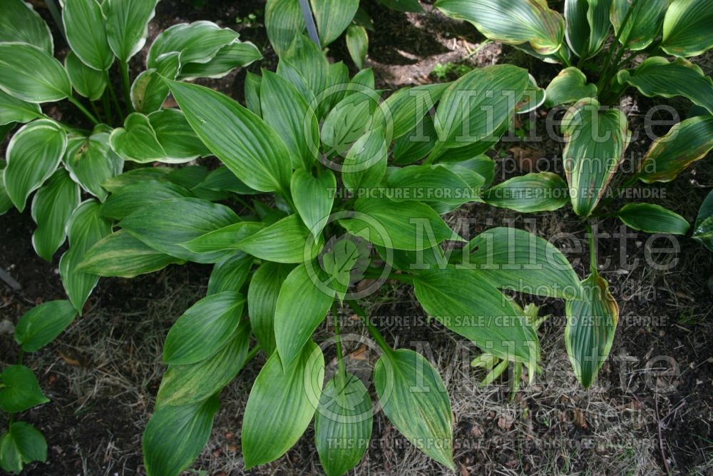 Hosta Twilight Zone (Hosta funkia august lily) 1