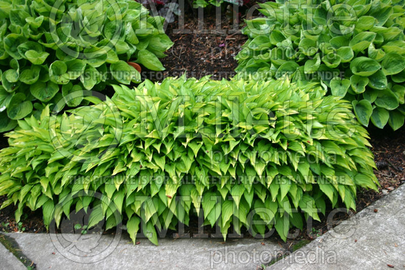 Hosta Twist of Lime (Hosta funkia august lily) 2 