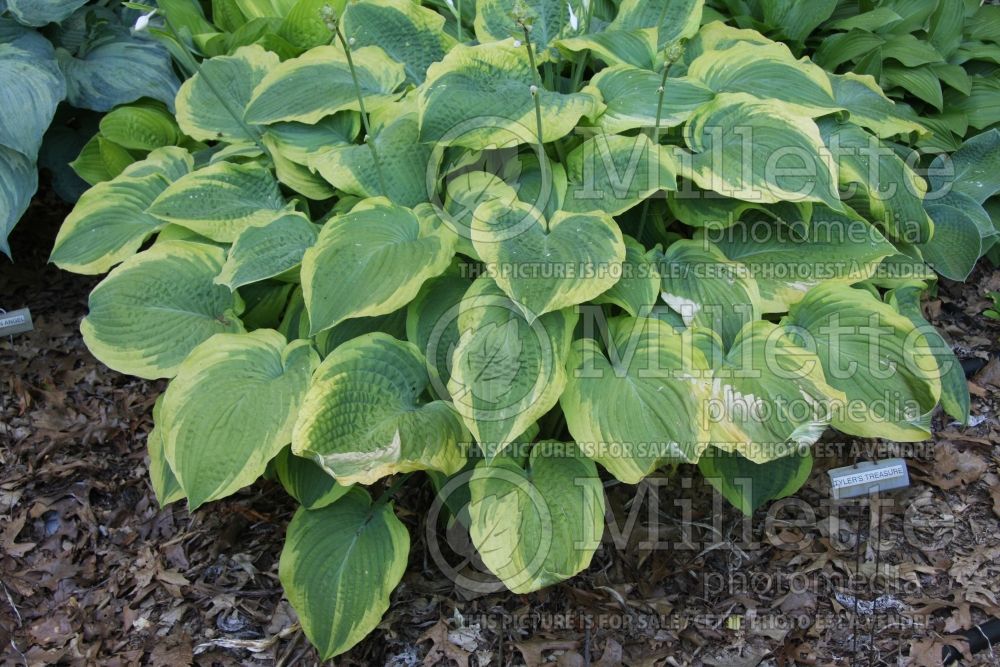 Hosta Tyler's Treasure (Hosta funkia august lily) 