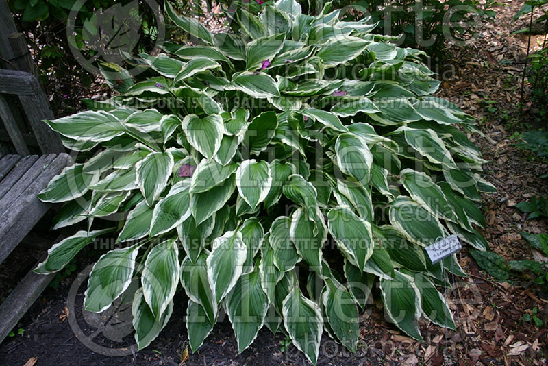 Hosta Undulata Albomarginata (Hosta funkia august lily) 1