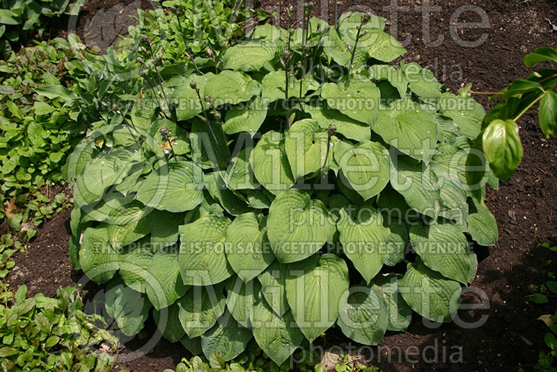 Hosta Valentine Lace (Hosta funkia august lily) 1