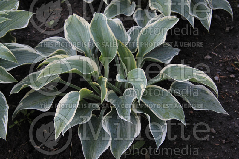 Hosta Valley's Glacier  (Hosta funkia august lily)  1