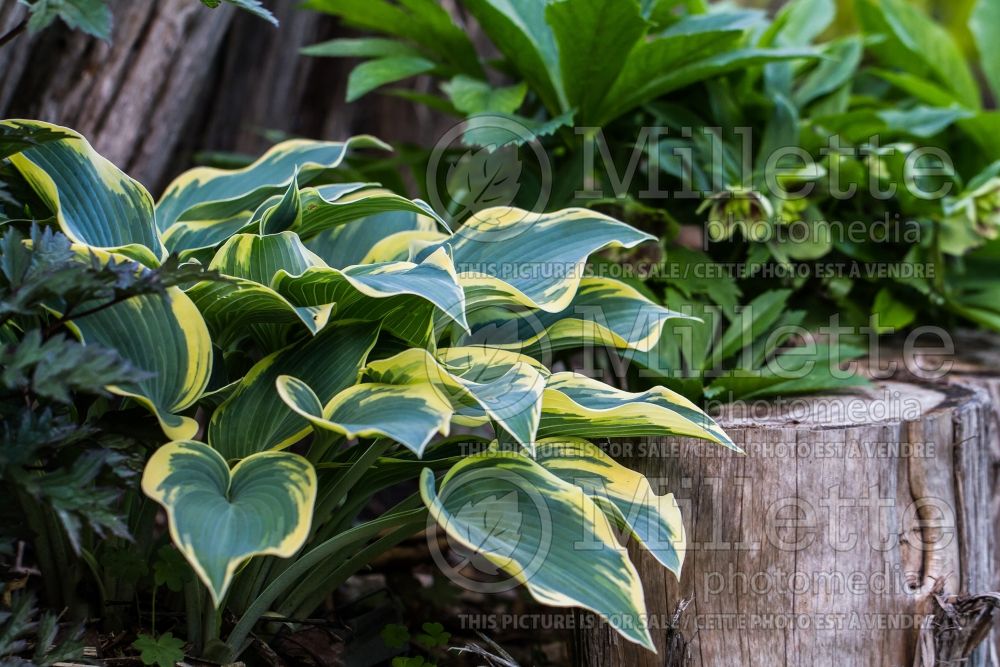 Hosta Valley's Glacier  (Hosta funkia august lily)  3