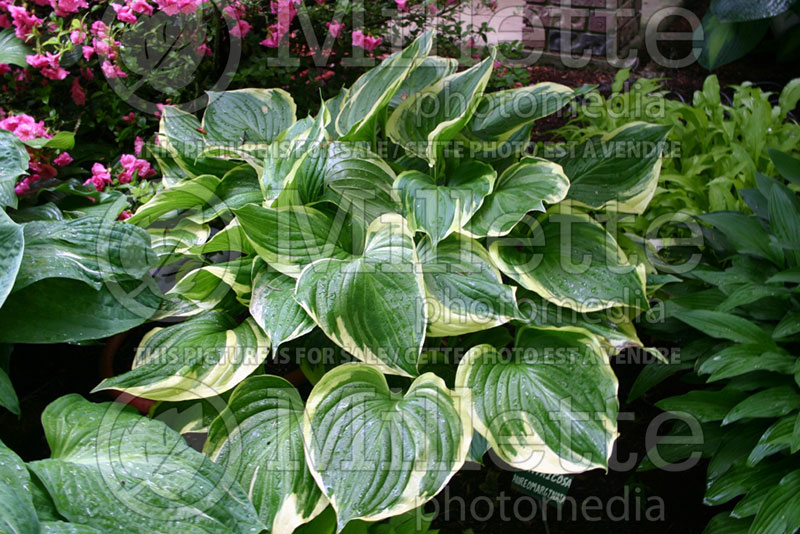 Hosta Ventricosa Aureomarginata (Hosta funkia august lily) 2