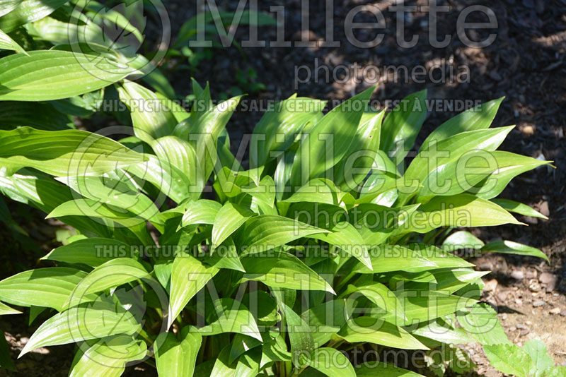 Hosta ventricosa (Hosta funkia august lily) 1