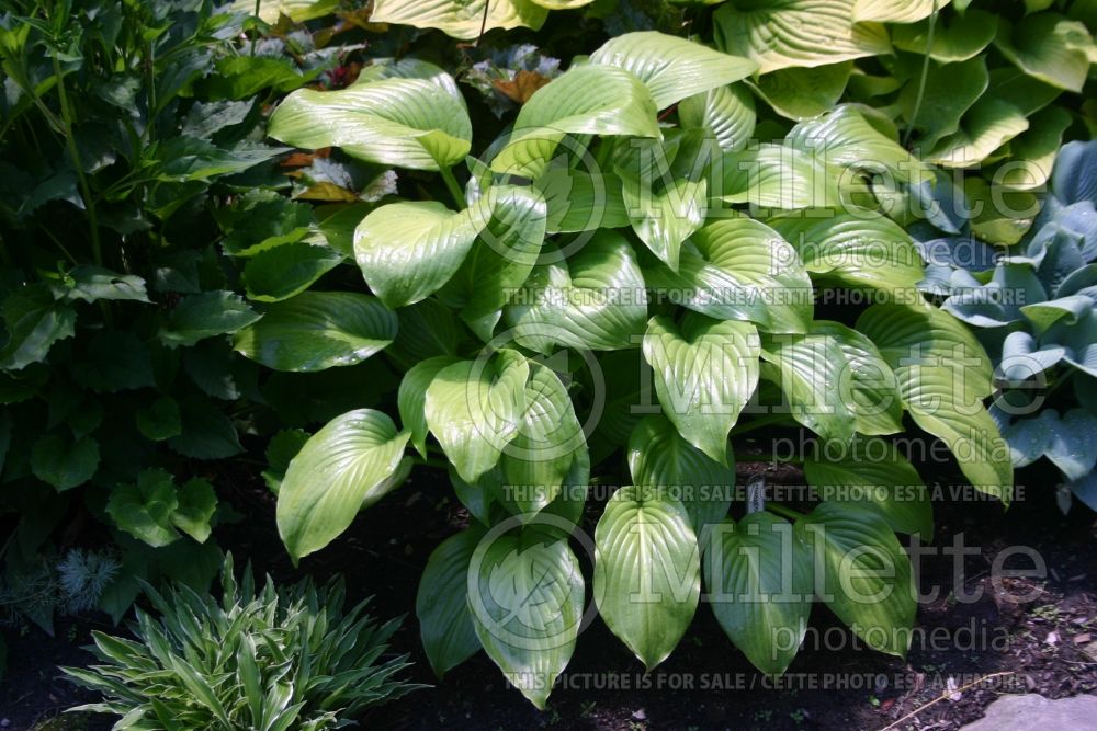 Hosta Venus (Hosta funkia august lily) 1