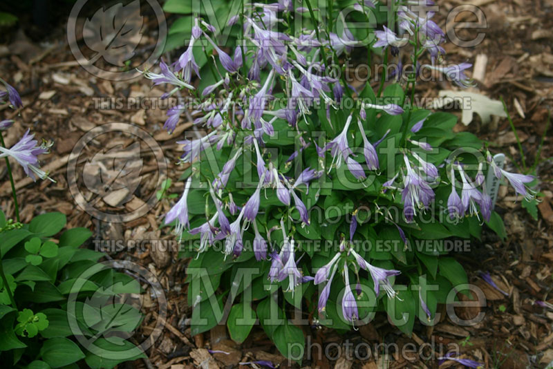 Hosta venusta (Hosta funkia august lily) 1 