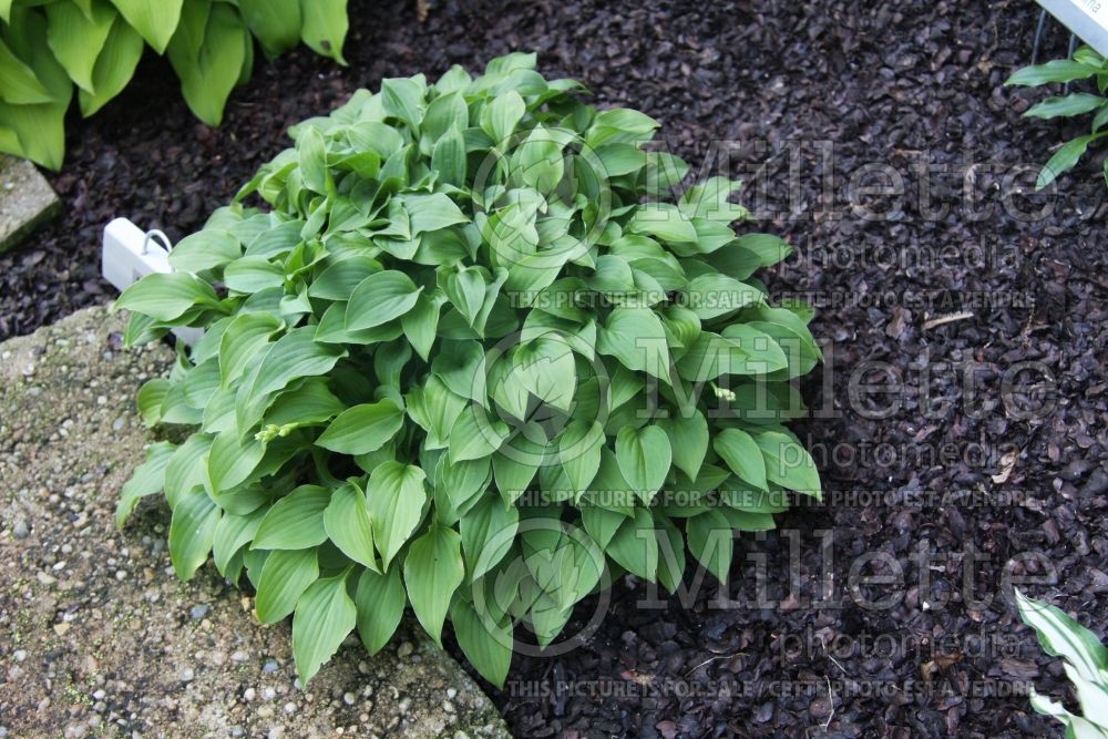 Hosta Minuet (Hosta funkia august lily) 1