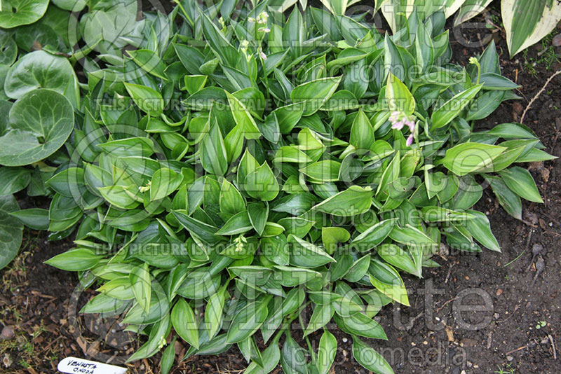 Hosta Onoda (Hosta funkia august lily) 1