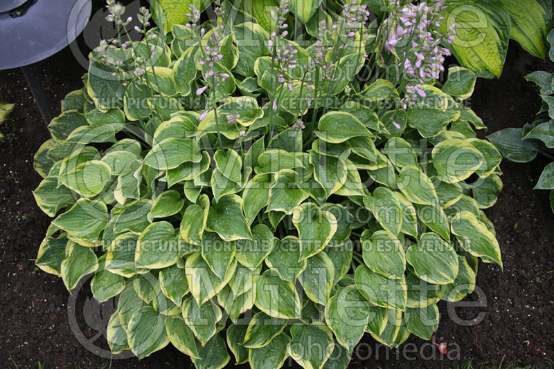 Hosta Veronica Lake (Hosta funkia august lily) 1 